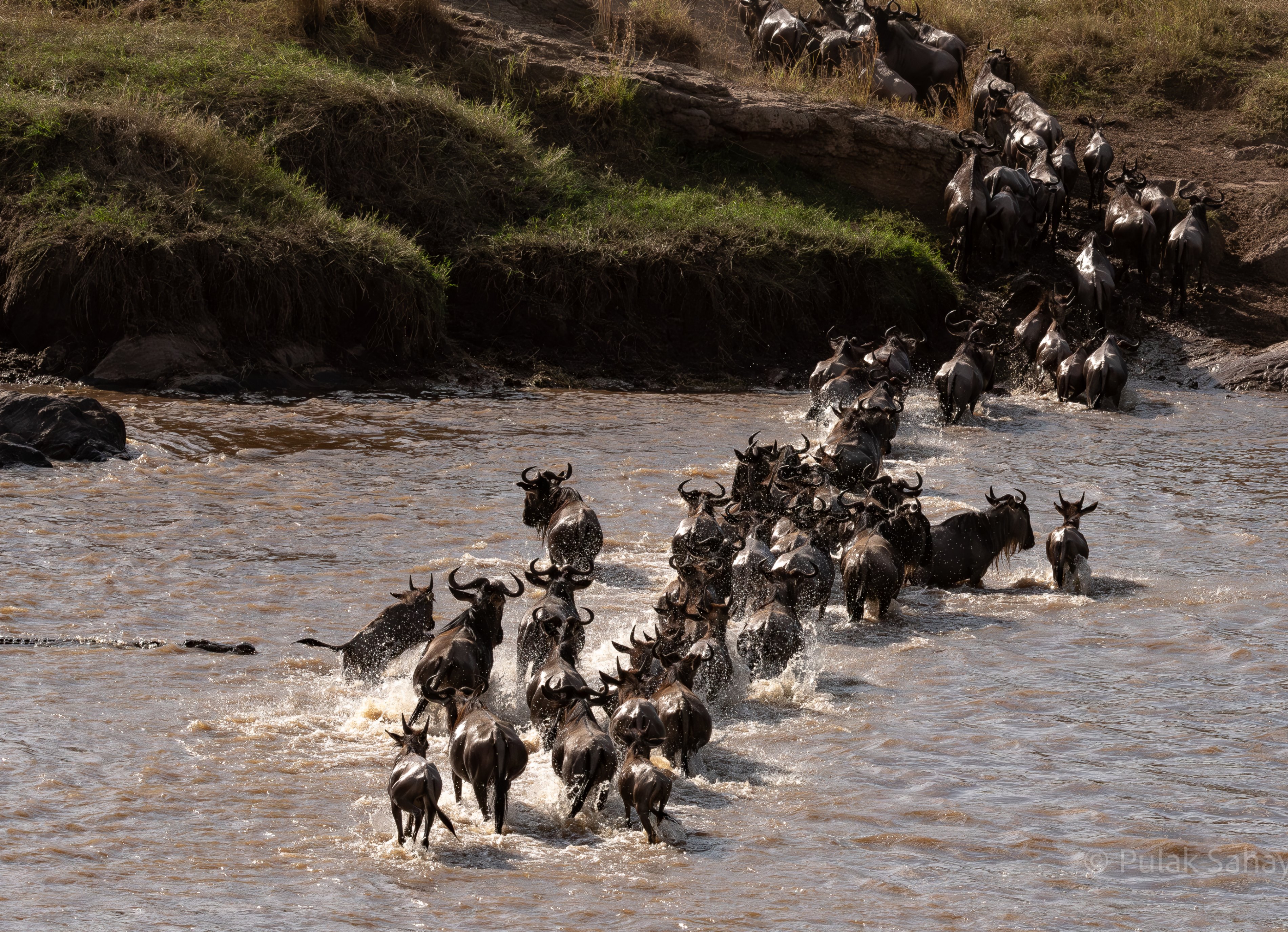  Wildebeest spooked by crocodile